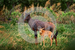 Antelope with young cub. Sassaby, in green vegetation, Okavango delta, Botswana. Widlife scene from nature. Common tsessebe,