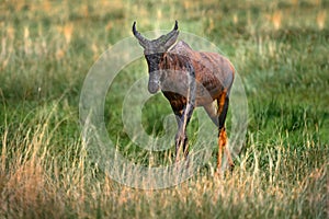 Antelope with young cub. Sassaby, in green vegetation, Okavango delta, Botswana. Widlife scene from nature. Common tsessebe,