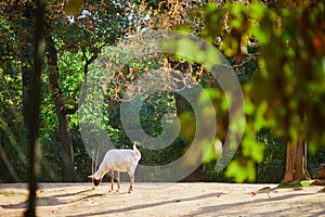 Antelope in zoo of Jardin des Plantes, Paris