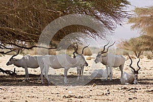 Antelopes