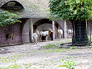 Antelopes in Berlin Germany