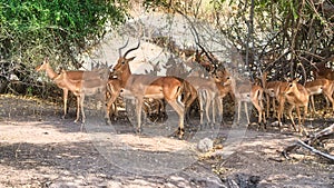 Antelopes  in Chobe safari park, Zimbabwe, Africa