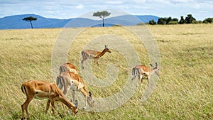 Antelopes Eating Grass in Wildlife