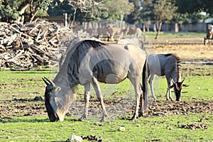 Antelopes gnu