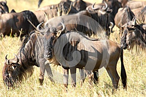 Antelopes Gnu