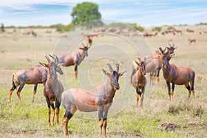 The antelopes graze together