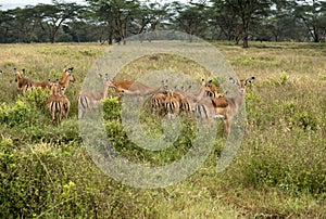 Antelopes grazing on the plain of Lake Nakuru National Park