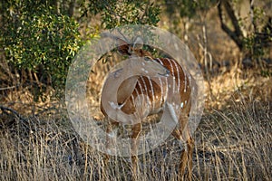 Antelopes in the Kruger National Park, South Africa