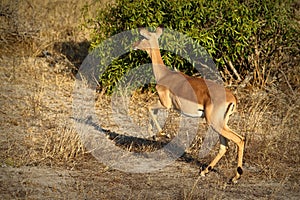 Antelopes in the Kruger National Park, South Africa