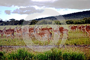 Antelopes in Maasaimara Kenya