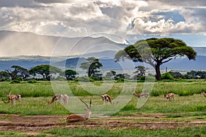 Antelopes in the National Park Tsavo East, Tsavo West and Amboseli photo