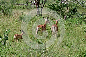 Antelopes in the National Park Tsavo East, Tsavo West and Amboseli photo