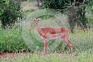 Antelopes in the National Park Tsavo East, Tsavo West and Amboseli photo