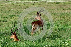 Antelopes in the National Park Tsavo East, Tsavo West and Amboseli photo