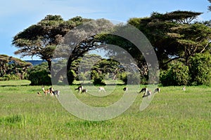 Antelopes in the National Park Tsavo East, Tsavo West and Amboseli photo