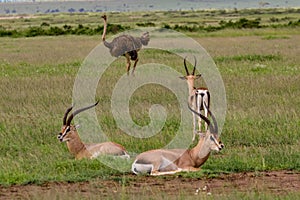 Antelopes in the National Park Tsavo East, Tsavo West and Amboseli photo