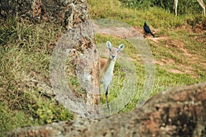 Antelopes in nature