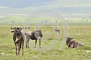 Antelopes on rest. photo