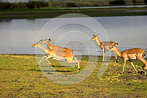 Antelopes in Selous National Park, Tanzania