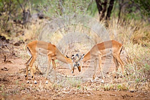 Antelopes is skirmish in the savannah photo