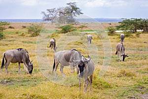 Antelopes standing in the grassland, Kenya, gnu