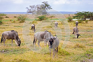Antelopes standing in the grassland, Kenya, gnu