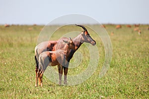 Antelopes topi