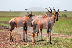 Antelopes topi