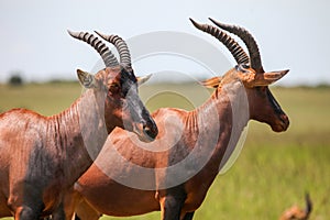 Antelopes topi