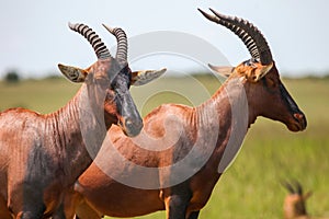 Antelopes topi