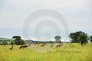 Antelopes Topi in Serengeti, Tanzania