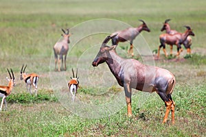 Antelopes topi and Thomson`s gazelles