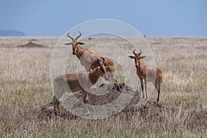 Antelopes watching