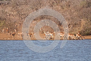 Antelopes by waterhole