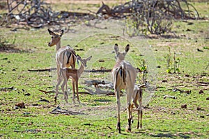 Antelopes on the way in the bush