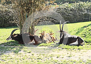 Antelopes with whelps