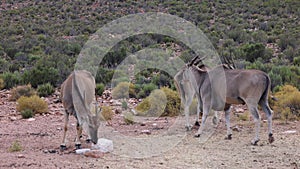 Antelopes in wildlife. Group of animals standing and walking in dry landscape with green bushes. Safari park, South