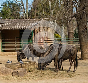 Antelopes in zoo