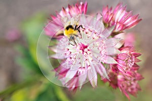 The antena of a bee collecting nectar from the stamen of a pink flower, Astrantia Major Claret