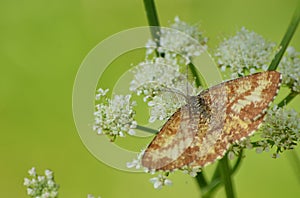 Antenna on a brown moth