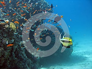 Antenna Butterflyfish