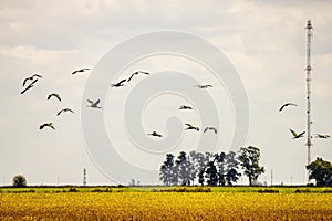 Antenna in soybean field and birds flying