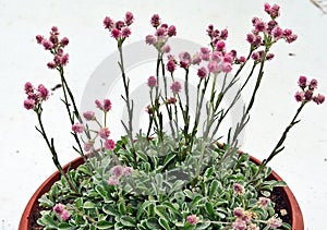 Antennaria dioica Rotes Wunder, rock garden plant, kociÃÂ¡nek dvoudomÃÂ½ photo