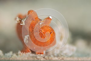 Antennarius pictus, orange frogfish in Pulau Weh