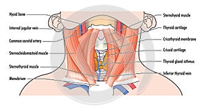 Anterior airway