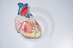 Anterior face of the human heart with coronary arteries photo
