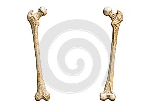 Anterior or front and posterior or back view of a detailed human femur bone isolated on white background with copy space 3D