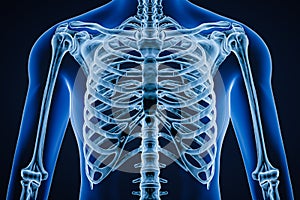 Anterior or front view of accurate human rib cage close-up with adult male body contours on blue background 3D rendering