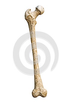 Anterior or front view of a detailed human femur bone isolated on white background with copy space 3D rendering illustration.