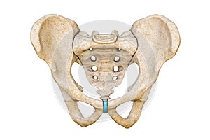 Anterior or front view of human male pelvis and sacrum bones isolated on white background 3D rendering illustration. Blank